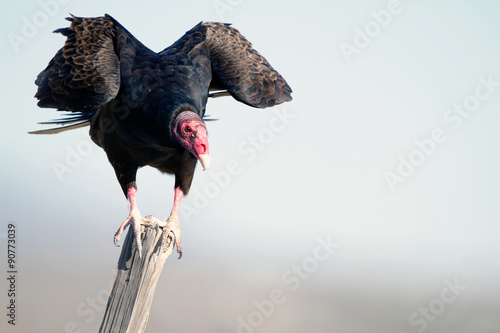 Turkey Vulture or Buzzard takes flight at dawn in southern Arizona photo