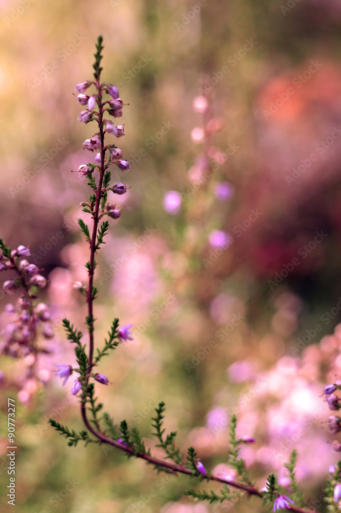 Fototapeta premium Single heather flower