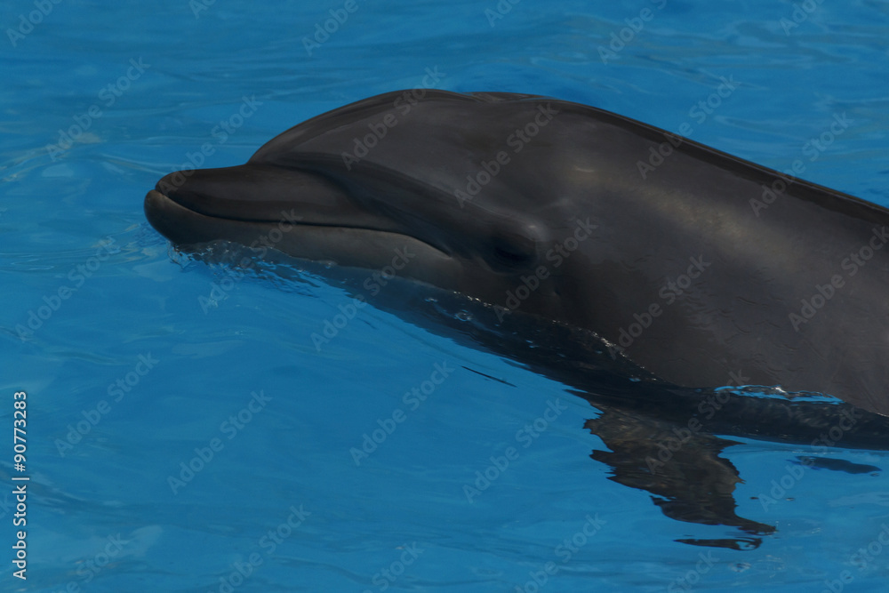 Naklejka premium close up of dolphin in pool