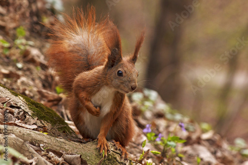 close up of squirrel in forest