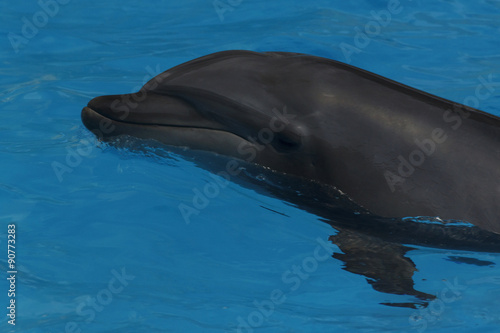close up of dolphin in pool