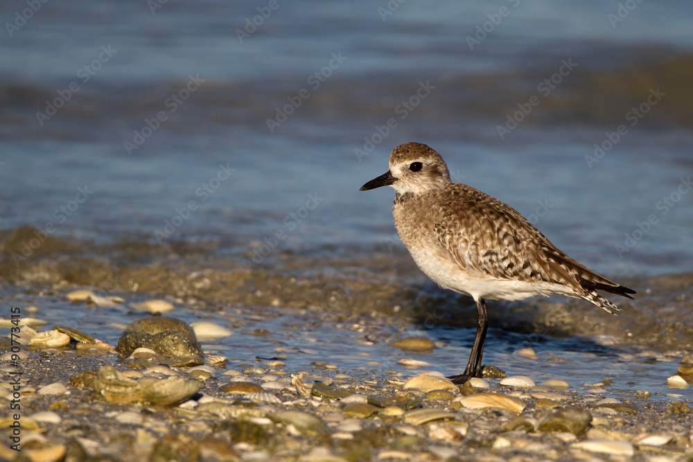 Plover at dawn on Florida's Gulf Coast in spring Plover at dawn on Florida's Gulf Coast in spring