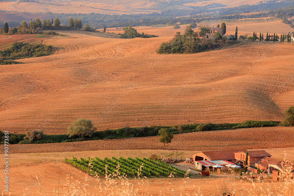 Obraz premium Val D'orcia, casale con vigna
