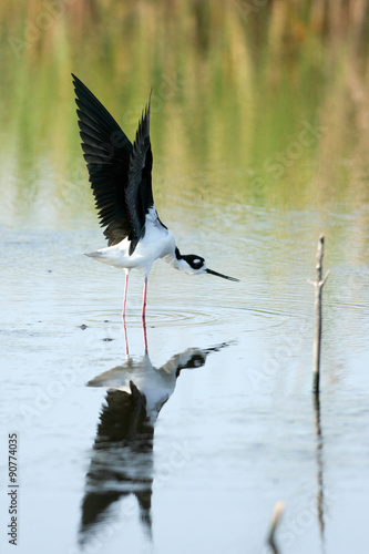 Wallpaper Mural Black-necked Stilt stretches his wings in a coastal Florida marsh, with full reflection Torontodigital.ca