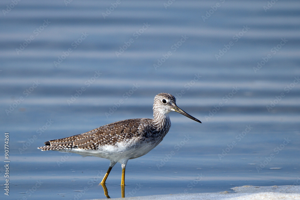Greater Yellowlegs fishes in blue water at Quivira National Wildlife Refuge in Kansas Greater Yellowlegs fishes in blue water at Quivira National Wildlife Refuge in Kansas