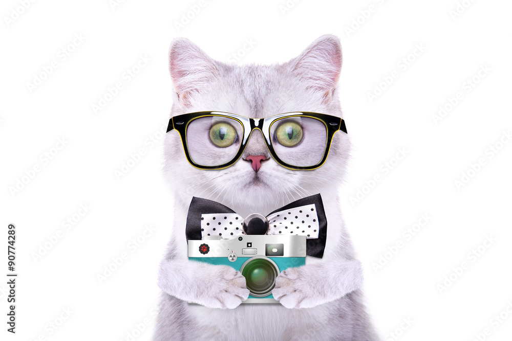 Smart beautiful british cat with a photocamera. Funny animals. Trendy cat  dressed in beautiful clothes Stock Photo | Adobe Stock