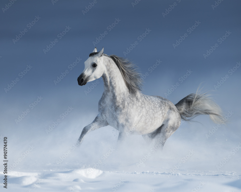 Fototapeta premium Rasowy szary koń arabski galopujący po łące w śniegu