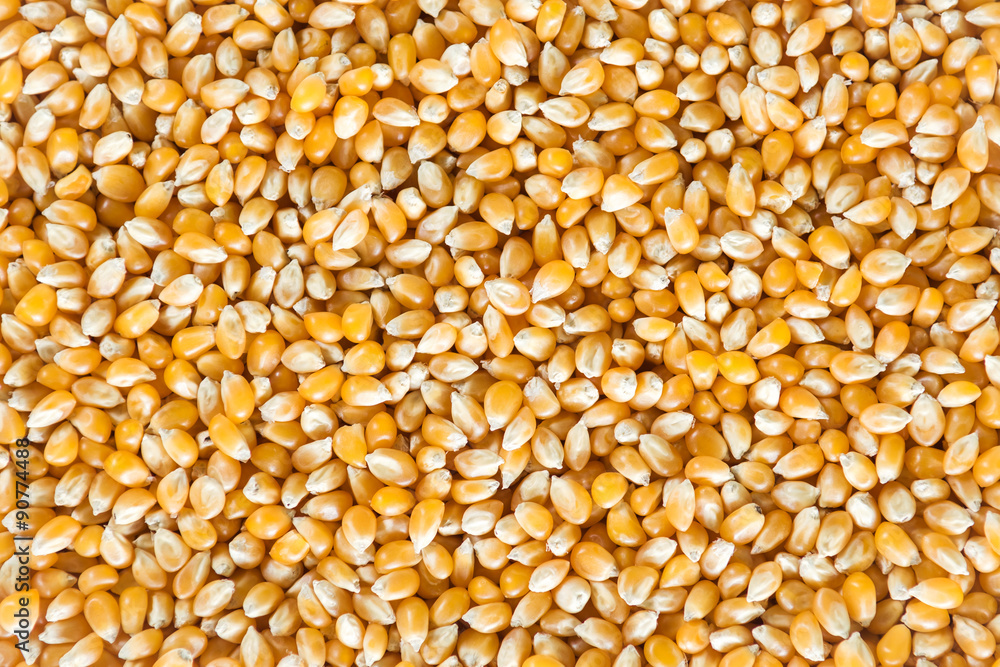 Raw popcorn for background Raw popcorn for background