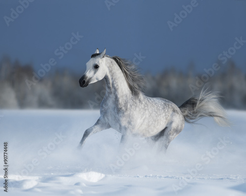 Galloping grey arabian horse on snow field