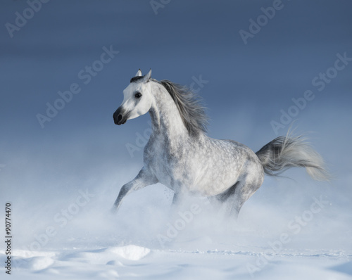 Purebred grey arabian horse galloping over meadow in snow