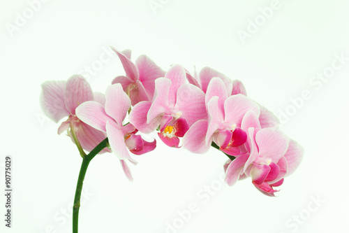 Pink streaked orchid flower, isolated