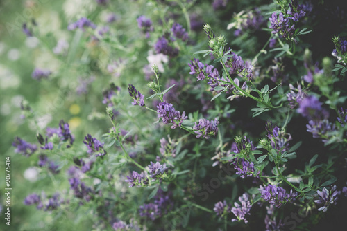 Field of wild lavender (Lavandula angustifolia)