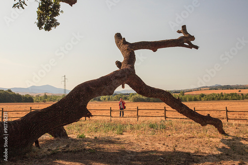 Maestosa quercia  tronco spezzato