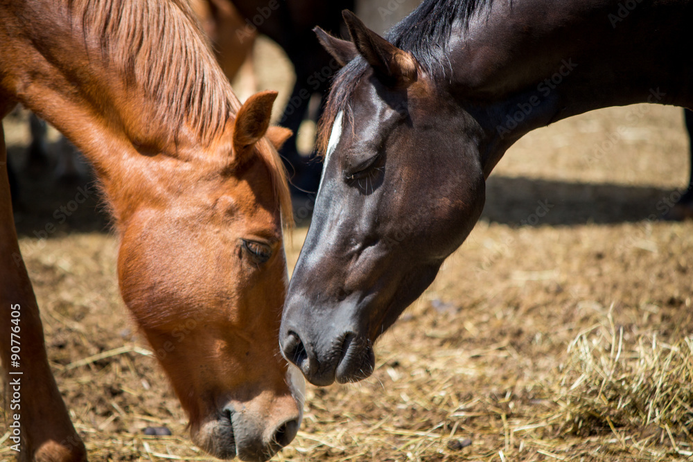 Fototapeta premium group of horses, close up 