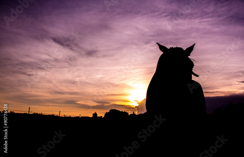 horse silhouette at sunset 