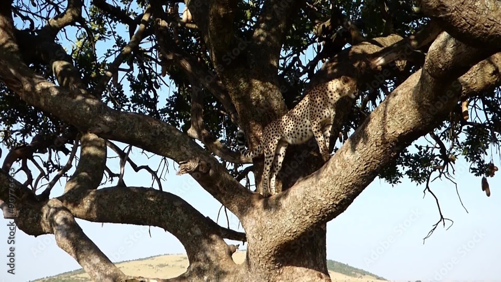 cheetah watching the savannah from the height of a tree in the masai mara reserve cheetah watching the savannah from the height of a tree in the masai mara reserve