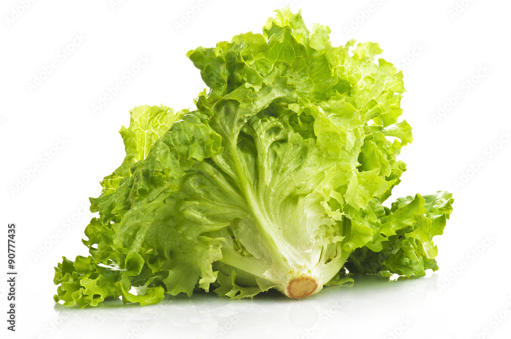 Fresh lettuce close up on the white Fresh lettuce close up on the white