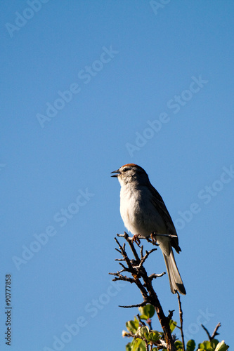 Chipping Sparrows sings in spring against a blue New Mexico sky
