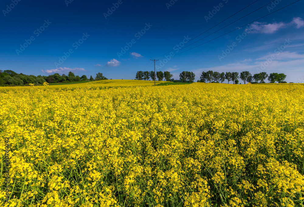 Obraz premium Rapeseed field with a row of trees in the background on a sunny afternoon