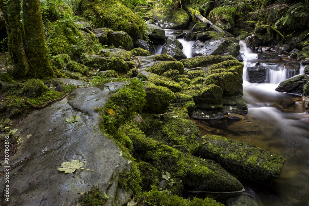 Fototapeta premium Enchanted Forest and creek near Torc Waterfall, Killarney National Park, County Kerry, Ireland.
