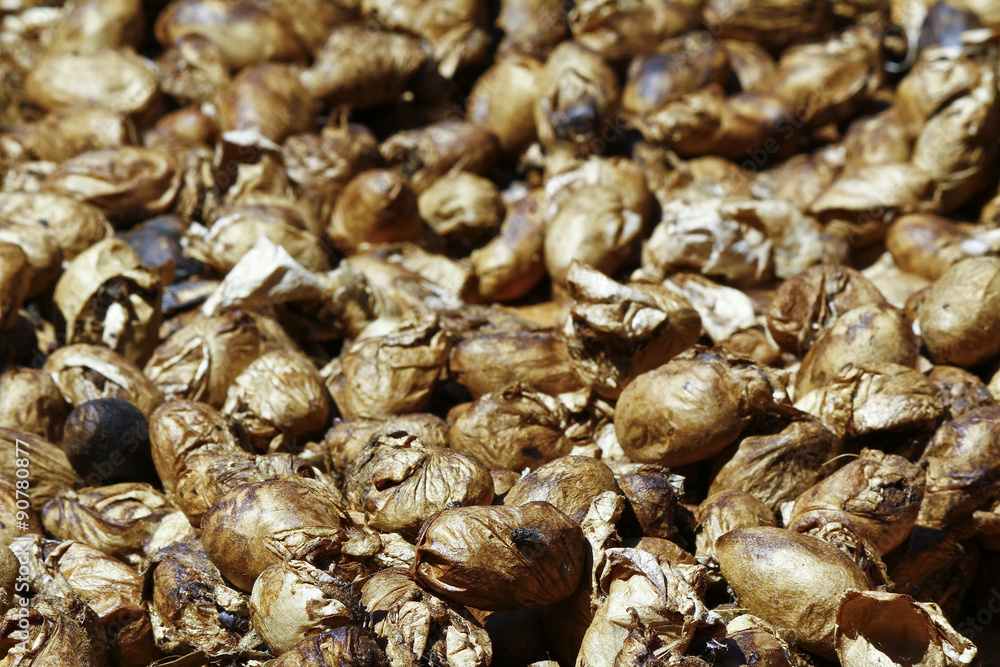 Real wild silk cocoons - fully natural collected in Madagascar f Real wild silk cocoons - fully natural collected in Madagascar f