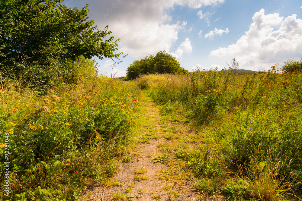 Obraz premium Blumengesäumter Weg