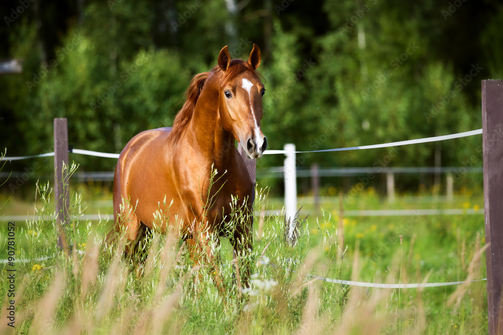 Fototapeta premium Czerwony koń biegnie kłusem na tle przyrody