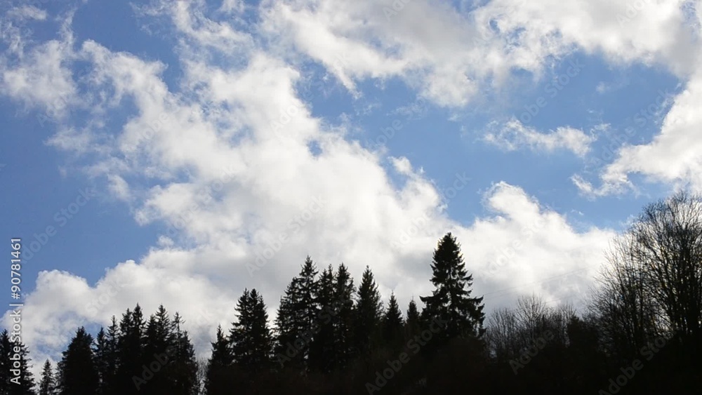 White cumulus move in real time above dark fir tree silhouettes White cumulus move in real time above dark fir tree silhouettes