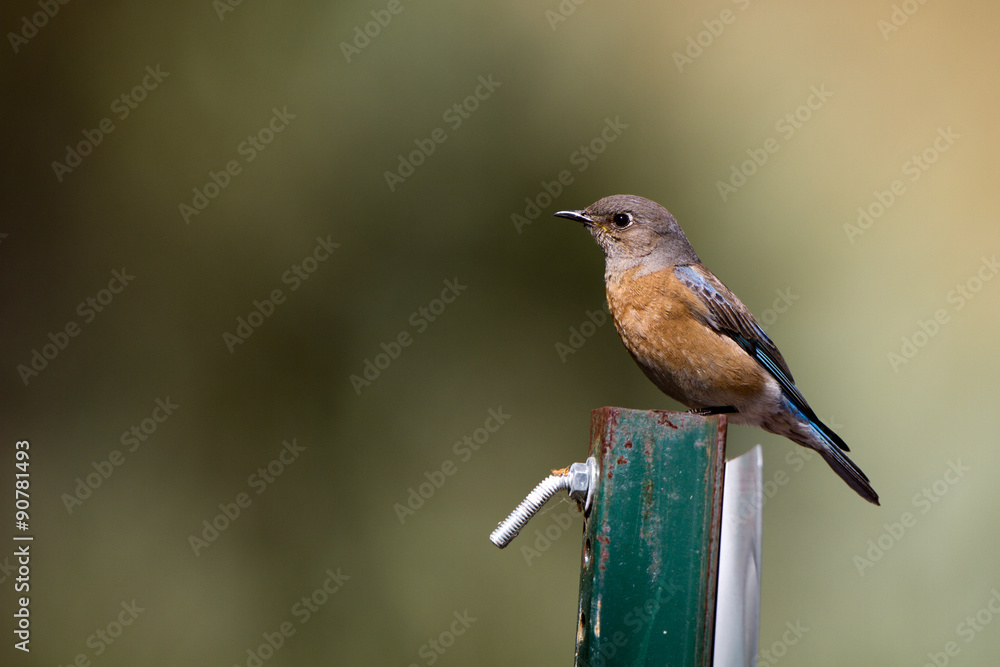Fototapeta premium Female Western Bluebird on a sign post in Bonelli Regional Park near Los Angeles