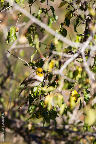 Verdin in a southern Arizona tree in Autumn photo