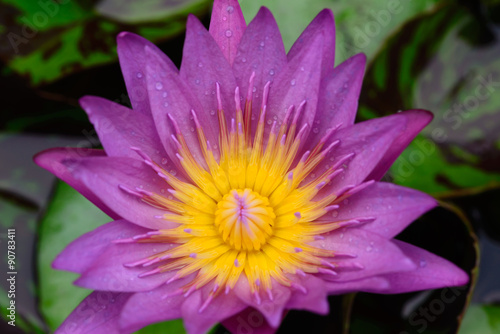 Pink Lotus flower