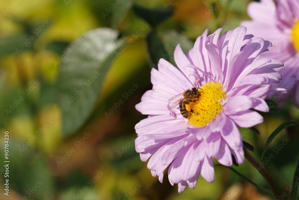 Obraz premium Blühende Aster, Biene, Insekt