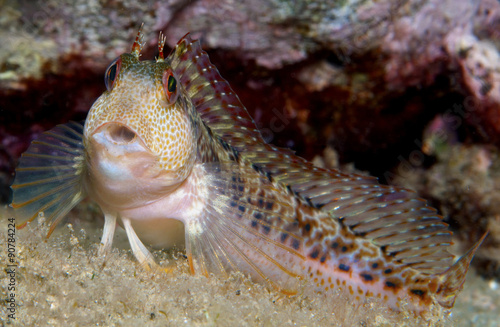 Wallpaper Mural blenny surprised by my presence Torontodigital.ca
