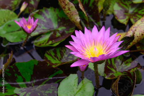 Pink Lotus flower  lotus in nature