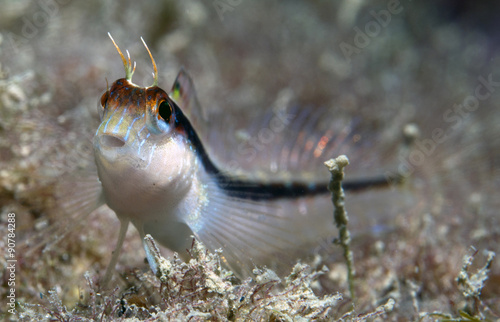 above algae blenny photo