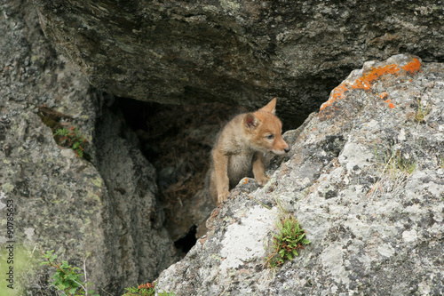 Coyote pup takes his first steps outside his den in Yellowstone National Park