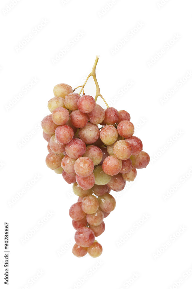 Fototapeta premium wine