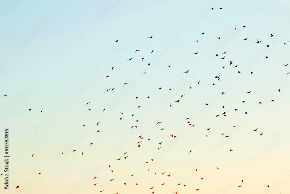 Fototapeta premium Silhouettes of birds in the sky