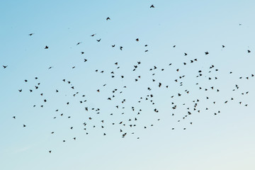 Silhouettes of birds in the sky