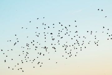 Crédence de cuisine Oiseaux Silhouettes of birds in the sky  © blackday