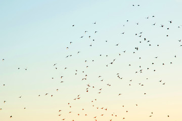 Wandcirkels Vogel Silhouetten van vogels in lucht  © blackday