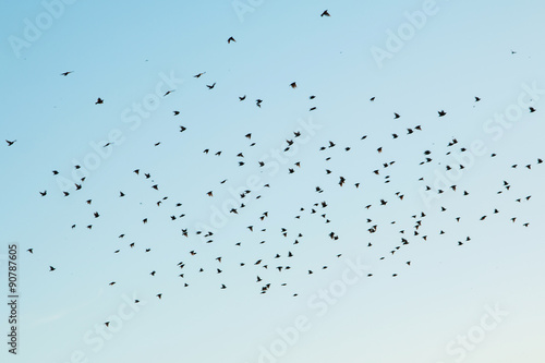 Photography Silhouettes of birds in the sky