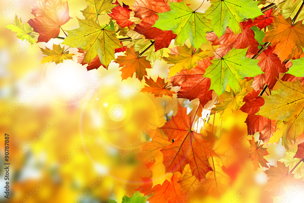 Autumn foliage. Autumn foliage.