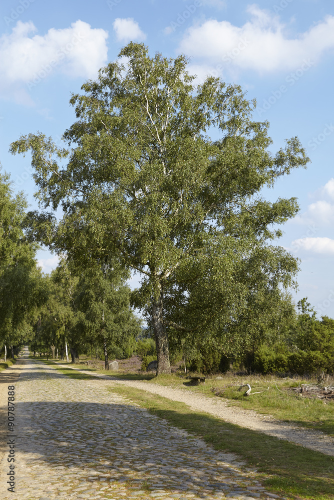 Lüneburger Heide - Fuhrweg in der Landschaft Lüneburger Heide - Fuhrweg in der Landschaft