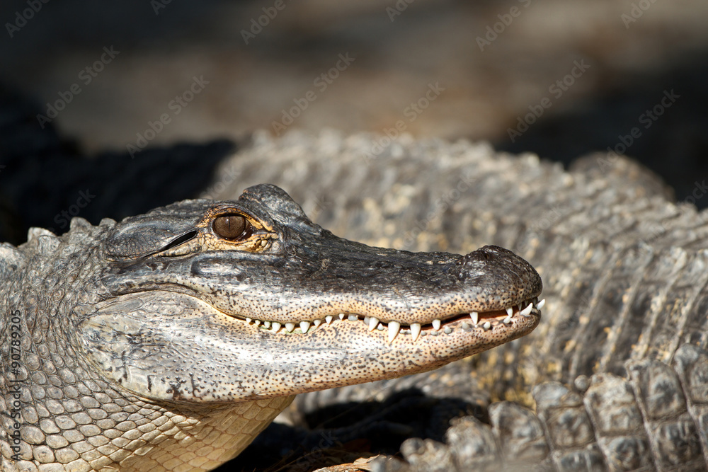Obraz premium American Alligator closeup profile in evening light 