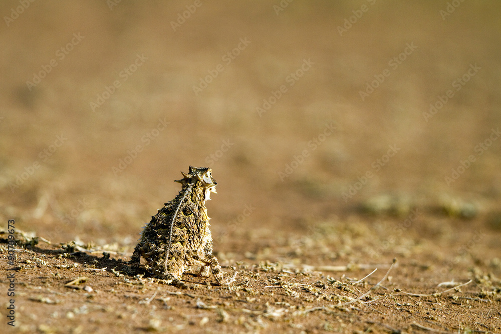 Texas Horned Lizard in Palo Duro Canyon State Park in the Panhandle Texas Horned Lizard in Palo Duro Canyon State Park in the Panhandle