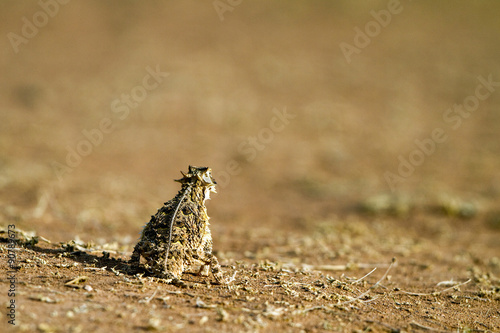 Texas Horned Lizard in Palo Duro Canyon State Park in the Panhandle