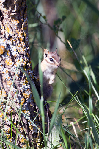 Least Chipmunk peers around a tree in New Mexico's Sangre de Cristo Mountains photo