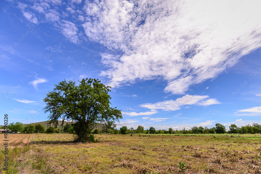 Tree with blue sky at countryside.