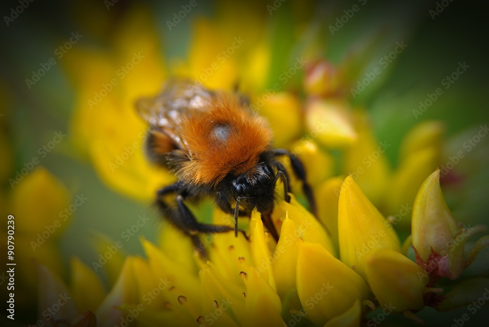 The flower and the bee The flower and the bee